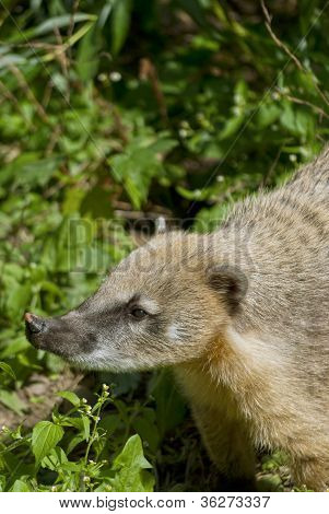 Sydamerikanske Coati