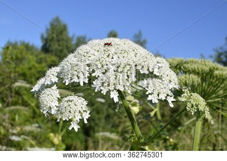 Harmful Plant Cow Parsnip. The Flower Of Cow Parsnip. Large White Inflorescences Of Cow Parsnip Clos