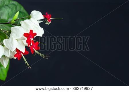 Clerodendrum Thomsoniae Flowers, Bagflower, Clerodendrum. Its Common Names Include Glorybower, Bagfl
