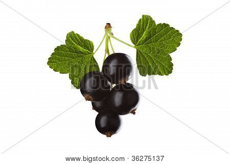 Mustaherukka, eristetty valkoisella taustalla