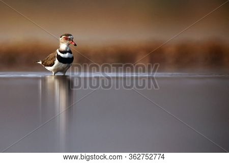 The Three-banded Plover, Or Three-banded Sandplover (charadrius Tricollaris) Standing In The Shallow