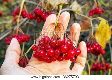 Branch Of Red Viburnum Fruits On Women Hand At Autumn Day, Selective Focus