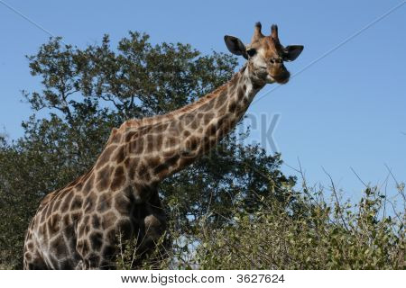 Giraffa