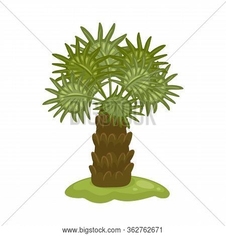 Tropical Palm Tree With Wide Leaves Cartoon Icon Vector Illustration Isolated.