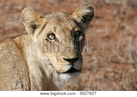 Leone