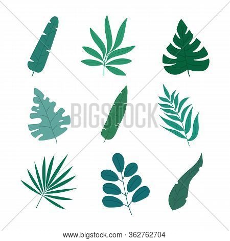 Set Of 9 Different Leaves In Modern Colored Flat Style, Isolated On White Background. Vector Illustr