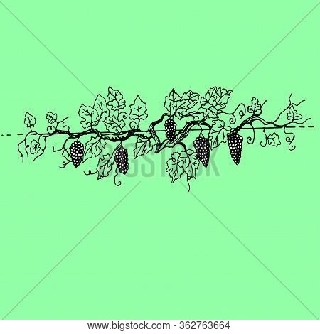 Noble Grape Branch With Large Bunches Of Fruits