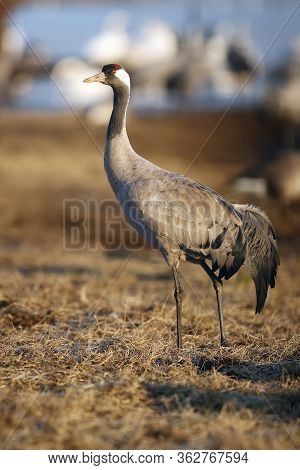 The Common Crane (grus Grus), Also Known As The Eurasian Crane. Crane Standing In Yellow Grass With 