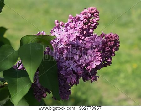 Lilac Flowers Blossoming Violet Flower Close Up Horizontal Orintation