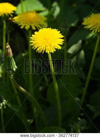 Two Yellow Dandelion Flower Blossoming Flower. Close Up. Horizontal Orintation. Green Background