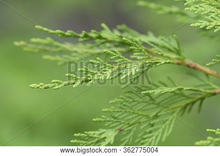 Detail Of The Branch Of A Leyland Cypress.