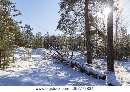 Winter In A Snowy Forest On A Bright Sunny Day. Conifer Trees In The Sunlight On Blue Sky Background