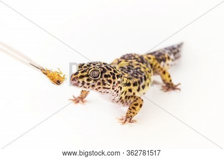 Cute Leopard Gecko (eublepharis Macularius) Eats Cockroach On A White Background.