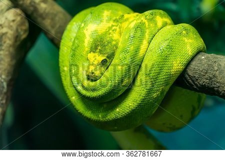 Green tree python wrapped around a dead tree branch
