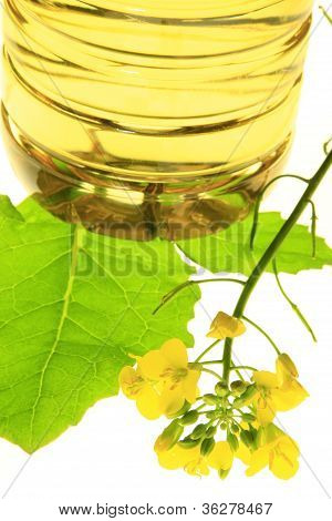 Planten van koolzaad (Brassica napus)
