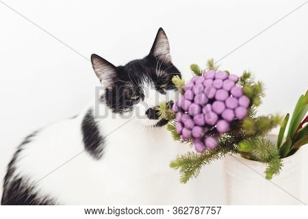 Cute Cat Smelling Brunia Plant On White Background With Copy Space. Unusual Creative Flower. Home Pe