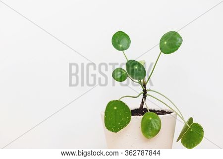 Pilea Peperomioides Plant In Modern Pot On White Background With Copy Space. Modern Home Decor. Hous