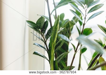 Beautiful Zamioculcas Plant In Sunny Light On Window Sill On White Background. Houseplant. Plants In