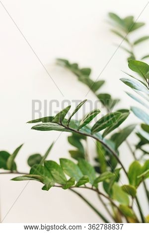 Beautiful Zamioculcas Plant In Sunny Light On Window Sill On White Background. Houseplant. Plants In