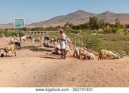 Puttaparthi, Andhra Pradesh, India - January 15, 2013: An Indian Woman Are Shepherding Herd Of Sheep