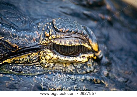 Alligator øje