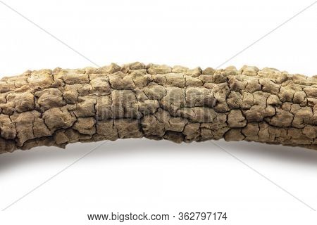 Distinctive bark of Japanese mahonia.  Isolated on white.