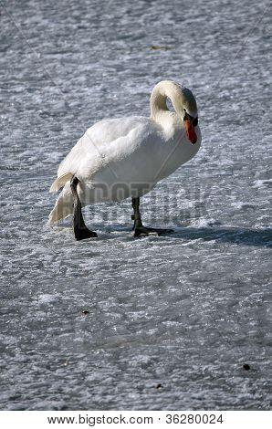 Swan ve sněhu