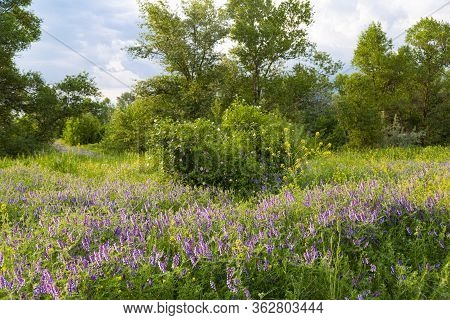 Summer In The Deciduous Forest. Flower Meadow Of Wild Flowers Among Green Trees.  Forest Steppe Land
