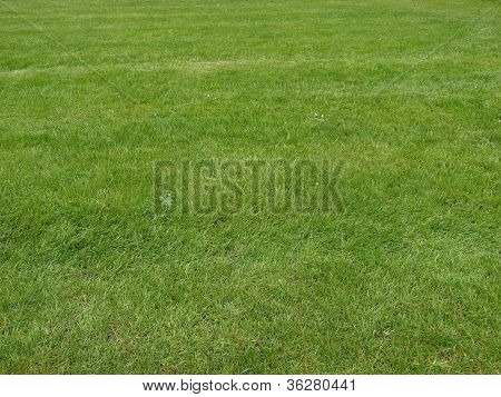 Grass meadow