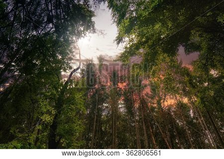 Dark Forest With A Colorful Sky And A Mystical Atmosphere
