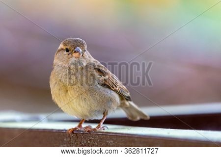 Close Up Portrait Of House Sparrow Male Or Passer Domesticus. Passeridae Perching On The Branch On I
