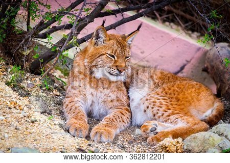 Close-up Portrait Of An Eurasian Lynx In Zoo.