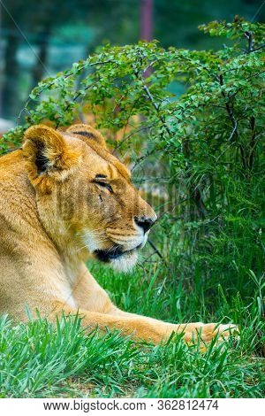 Portrait Of A Female Lion Starring Rest In Grass