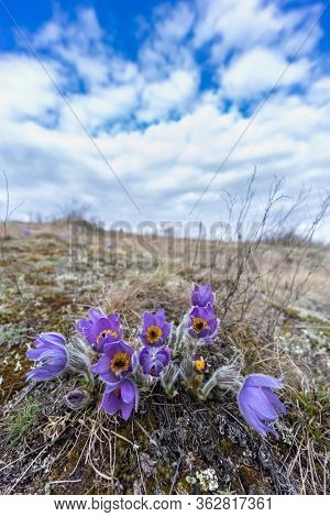 Pasque flower, National park Podyji, Southern Moravia, Czech Republic