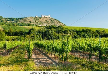 vineyards, castle Devicky, Palava, Moravia region, Czech Republic