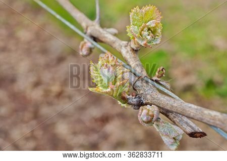 Grape Bud New Growth Clusters Close Up Trellising On Grapevine
