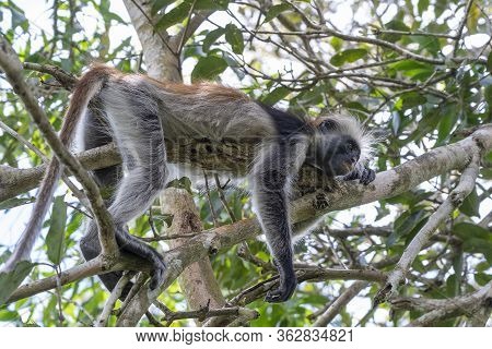 Wild Red Colobus Monkey Sitting On The Branch In Tropical Forest On The Island Of Zanzibar, Tanzania