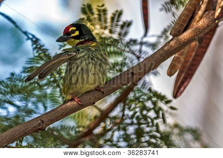 Hermoso pájaro pequeño calderero Barbet encaramado a un ala de la rama