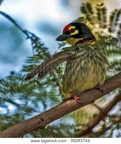 Hermoso pájaro pequeño calderero Barbet encaramado a un ala de la rama
