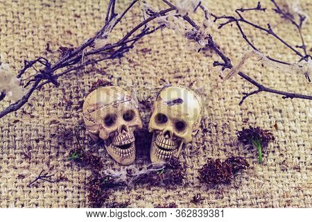 Still  Life Concept Human Body Bone Male And Female Sit On Dry Branches With Old Cobweb And Flower O