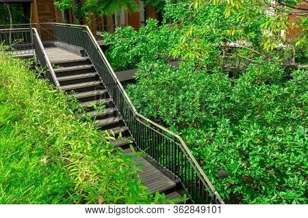 A Dark Brown Wooden Stair With Black Steel Railling Among Green Leaves Of Creeping Plant And Trees B