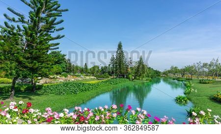 Beautiful Landscape In A Good Maintenance Garden Of The Public Park, There Are Norfolk Island  
Pine