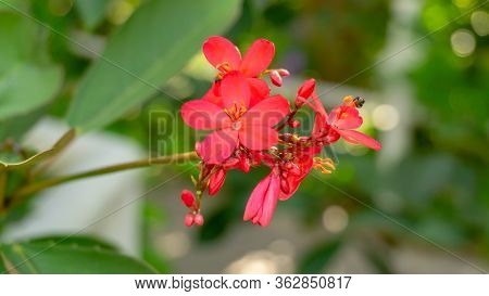 A Bouquet Of Red Petals Cotton Leaved Jatropha Plant Blooming On Blurred Green Leaves Background, Kn