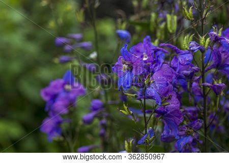 Delphinium Elatum, Delphinium Menziesii. Blue Flowers Blooming In The Meadow On A Green Grass Backgr