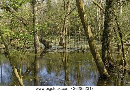Flooded Beech Woodland In Spring, Derry Hill, Chippenham; Wiltshire; Uk
