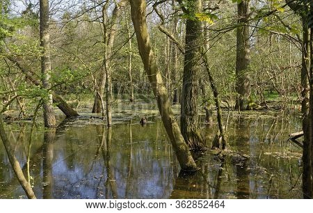 Flooded Broad Leaved Woodland In Spring, Derry Hill, Chippenham; Wiltshire; Uk