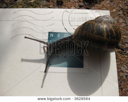 Snail Mail