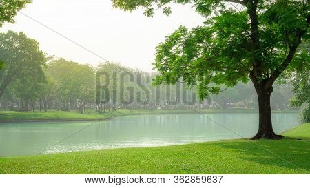 Beautiful Green Carpet Grass And Big Tree On Smooth Lawn Yard Beside A Lake, Plenty Of Trees On Back