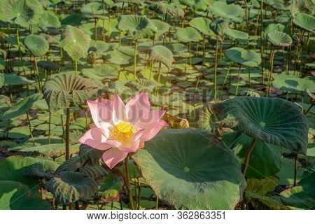 Beautiful Pink Petals Of Lotus Flower Plant Blooming Under Orange Light On Green Leaves In A Pond An