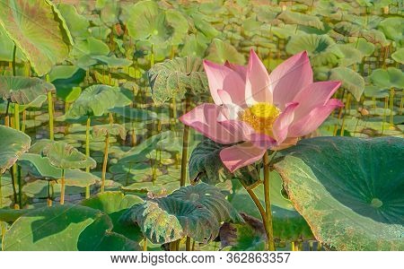 Beautiful Pink Petals Of Lotus Flower Plant Blooming Under Orange Light On Green Leaves, Mist Or Fog